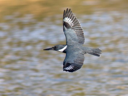 belted_kingfisher_6