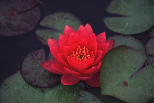 red-lotus